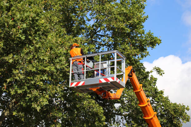 North Plymouth, MA  Tree Services Company