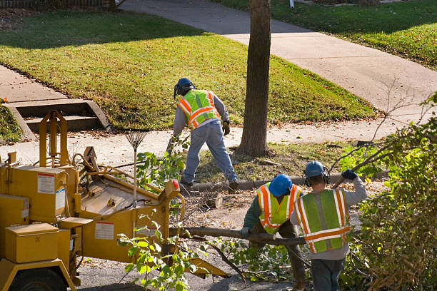 Leaf Removal Services in North Plymouth, MA