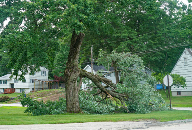 How Our Tree Care Process Works  in  North Plymouth, MA