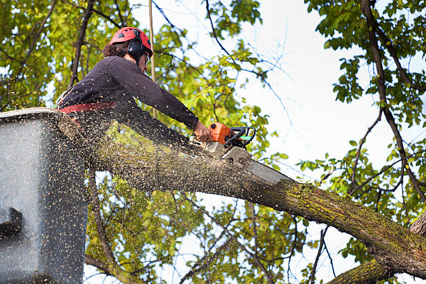 Best Stump Grinding and Removal  in North Plymouth, MA