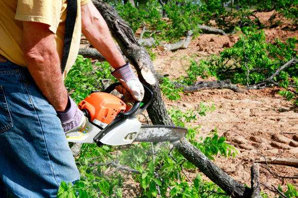 Best Fruit Tree Pruning  in North Plymouth, MA